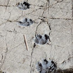 Huellas de dinosaurios 2008