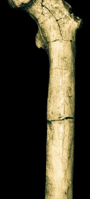 Sobre el bipedismo de Orrorin