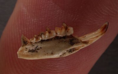 Pequeños pero feroces: mamíferos venenosos