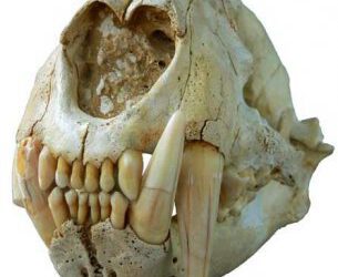 Preparación de un cráneo de Panthera pardus de Ataun