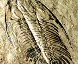 Tras las huellas de la vida primitiva