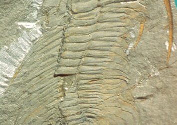 Va a comenzar el Congreso Internacional de Trilobites (Trilo 08)