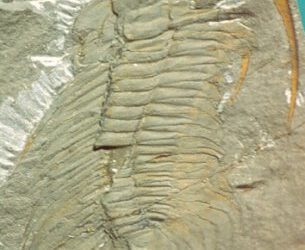 Actas de las 1 Jornadas de Paleontología