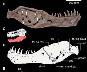Protozoos acabando con los gigantescos Tyrannosaurus rex