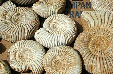 Presentado el proyecto de un nuevo museo paleontológico