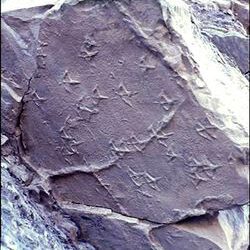 Publicado un estudio sobre las icnitas de mamíferos y aves del Terciario