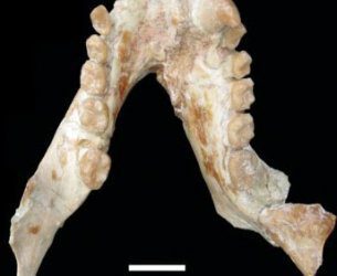Descubierto un nuevo primate del Mioceno Medio en la Península Ibérica