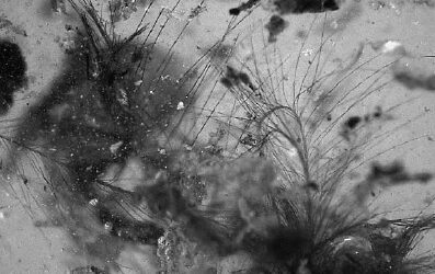 Plumas en ambar del Cretácico Inferior