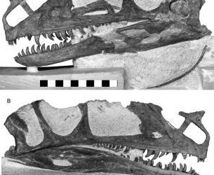Los tiranosauroideos estaban en Europa en el Jurásico Medio