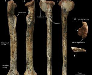 Descrito un nuevo dinosaurio ornitomimosaurio de China