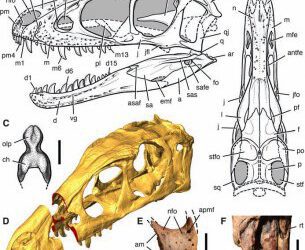 Cuando los tiranosáuridos eran pequeñitos