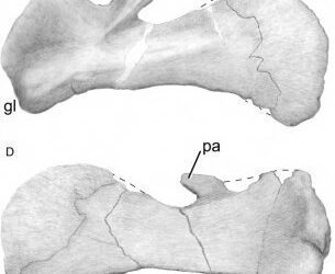 Un nuevo estudio sobre el saurópodo Rayososaurus