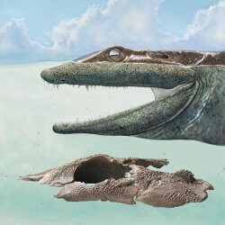 Descrito un nuevo tetrápodo primitivo