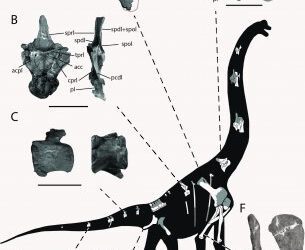Hemos publicado una nueva contribución sobre Galvesaurus