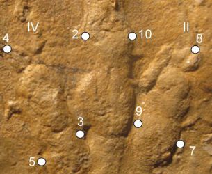 Morfometría geométrica: una gran herramienta para comparar icnitas de dinosaurios terópodos.