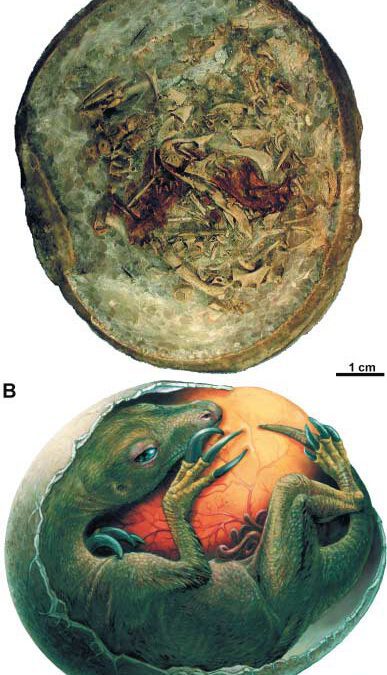 Descritos varios embriones de dinosaurios terizinosauridos