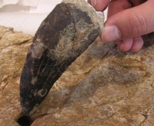 Nueva aportación a los grandes dinosaurios carnívoros ibéricos