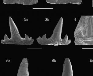 Descubiertos nuevos dientes de tiburones del Cretácico Inferior