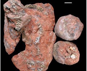 Grandes serpientes se comían a saurópodos recién salidos de los huevos