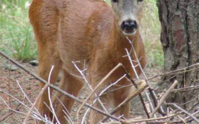 ¿El origen del mito del unicornio?