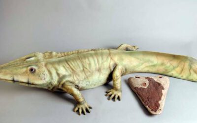 Reconstrucción digital del cráneo de un anfibio capitosaurio de hace 250 millones de años