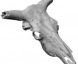 Hemos digitalizado el cráneo del Uro de Ariño