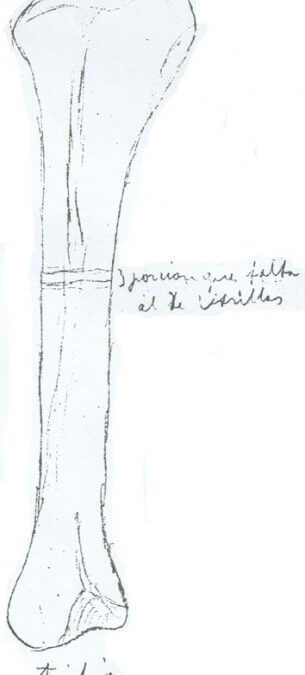 Presentación del libro  “Dinosaurios de la Comarca Cuencas Mineras”