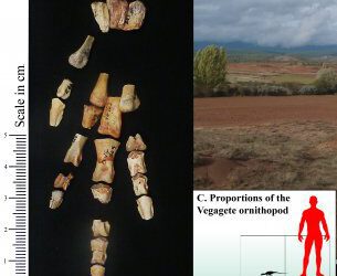 Un diminuto dinosaurio de Burgos soluciona un linaje fantasma