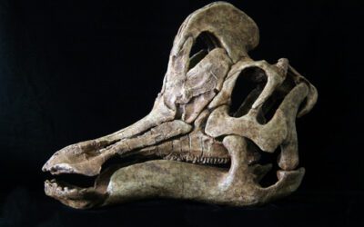 Velafrons, un nuevo dinosaurio hadrosaurio