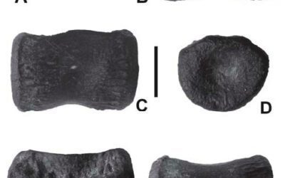 Los pequeños ornitópodos vivían en Asturias en el Jurásico Superior