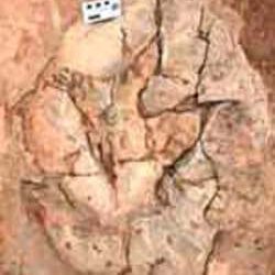 Estudio de las icnitas de dinosaurio de Villanueva de Huerva