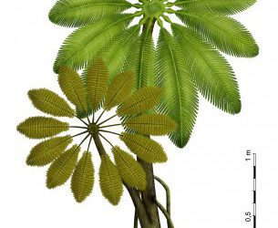 Evidencias de helecho muy poco corriente que convivía con los dinosaurios ibéricos