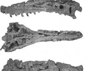 Descubierto un nuevo tiranosauroideo del Cretácico Inferior