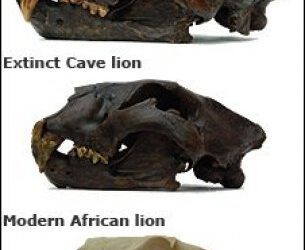 Sobre el código genético de los leones actuales y fósiles