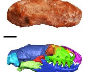El primer cráneo completo de anfisbena fósil en Europa