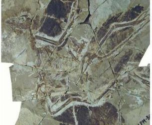 Sobre los colores de los dinosaurios