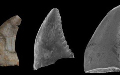 65 reunión anual de la SVP