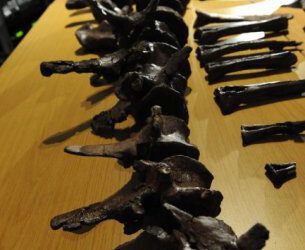 Descubierto un ancestro de los grandes saurópodos