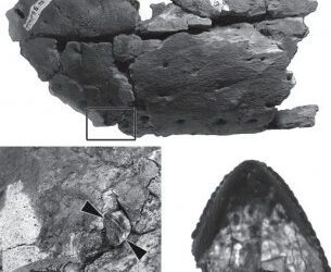 Descubierta evidencias de canibalismo en tiranosáuridos