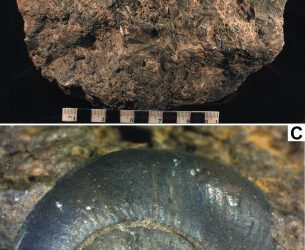 caracoles en coprolitos de dinosaurios