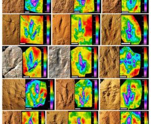 Nuevas icnitas de dinosaurio del Jurásico superior de Suiza