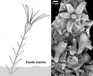 “Anclándose” hace 500 millones de años en los fondos marinos del Cámbrico-Ordovícico.