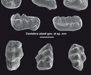 Hemos descrito un nuevo mamífero multituberculado del Cretácico Inferior (120 millones de años)