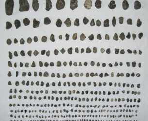 Un plesiosaurio lleno de piedras en la tripa