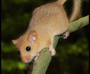 El “retorno” del lirón enano a la península ibérica