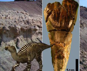 Estudio de la diversidad de iguanodontios con dientes aislados del Cretacico inferior