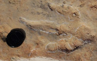 Presentada la candidatura de las icnitas de dinosaurios ibéricos a Patrimonio de la Humanidad