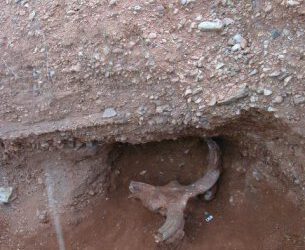 Historia del Uro de Fogañan