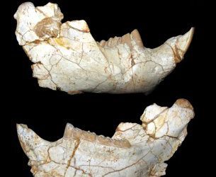 Los castores nadaban como ahora hace 12 millones de años