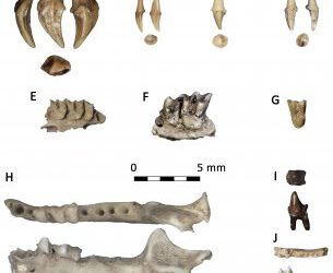 Murcielagos y neandertales